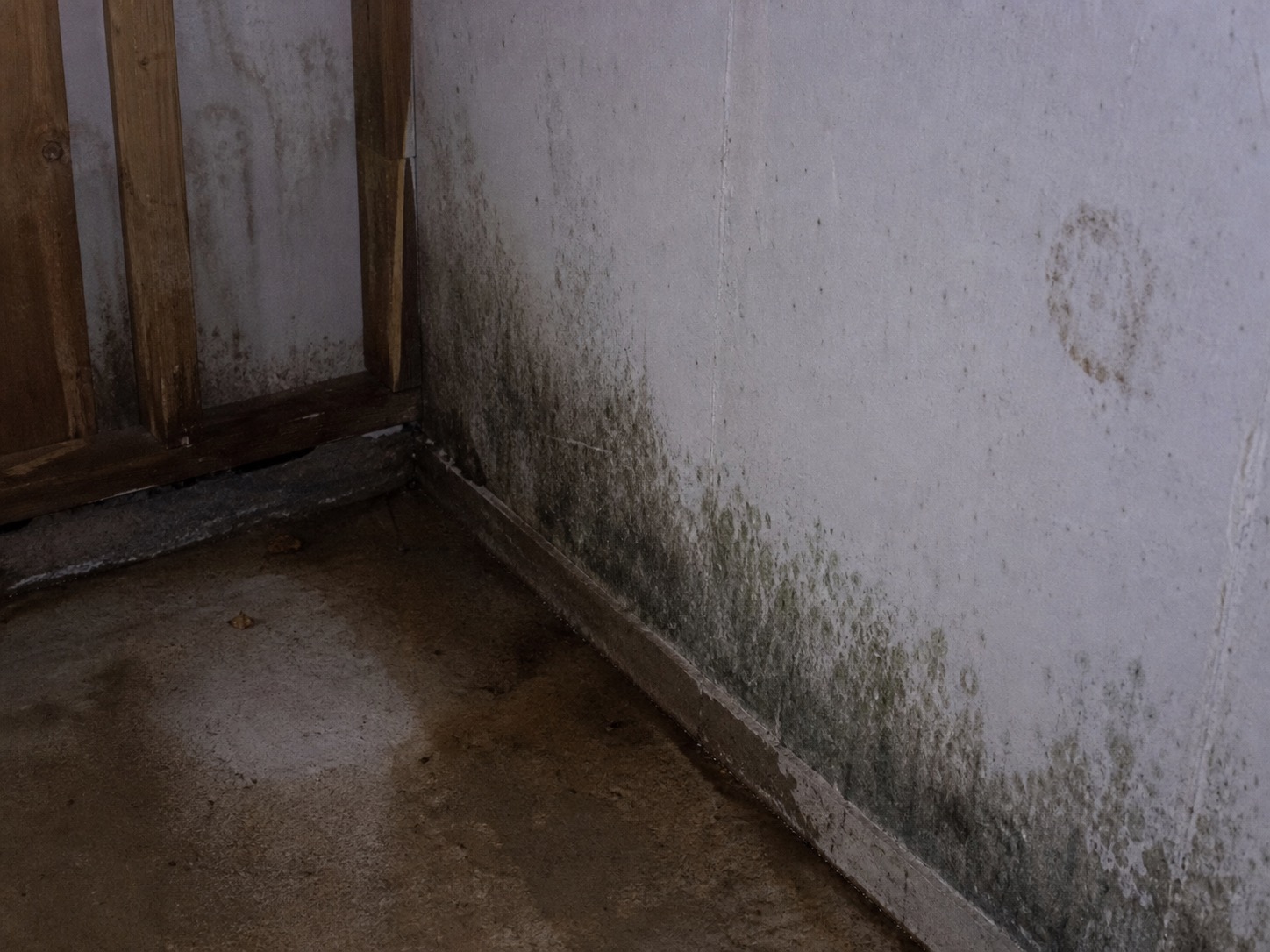 Moisissure dans le coin d'un mur de sous-sol humide
